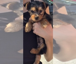 Yorkshire Terrier Puppy for Sale in BURLINGTON, Massachusetts USA