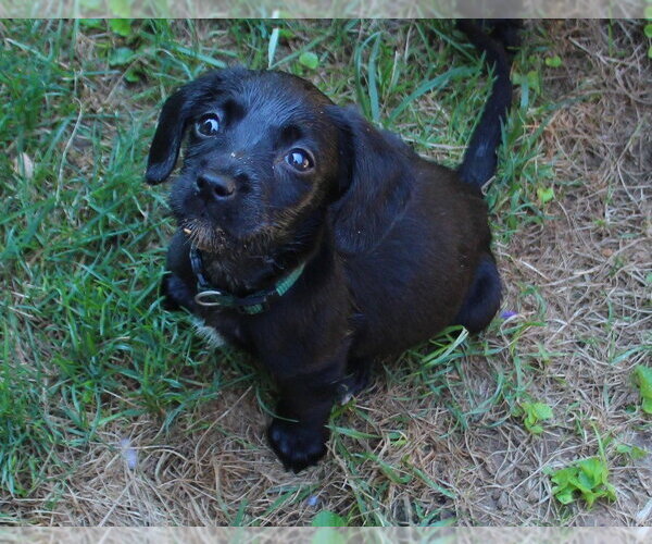 Medium Photo #5 Doxle Puppy For Sale in Aurora, IN, USA