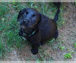 Small #4 Doxle