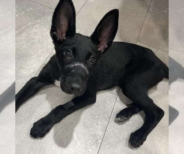 Medium Photo #7 Labrador Retriever-Unknown Mix Puppy For Sale in San Diego, CA, USA