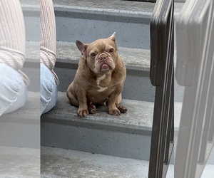 French Bulldog Puppy for sale in NAPLES, FL, USA