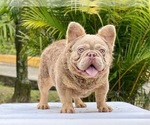 Small Photo #1 French Bulldog Puppy For Sale in DALLAS, TX, USA