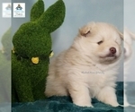 Small Photo #25 Pomeranian-Pomsky Mix Puppy For Sale in RAMSEY, MN, USA