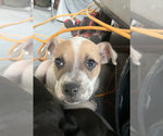 Small #1 Staffordshire Bull Terrier