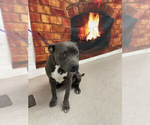 Mutt Dogs for adoption in San Bernardino, CA, USA