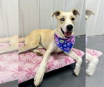 Small Photo #7 Carolina Dog-Siberian Husky Mix Puppy For Sale in Corning, AR, USA