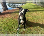 Small #1 American Pit Bull Terrier Mix
