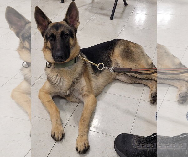 Medium Photo #2 German Shepherd Dog Puppy For Sale in Centreville, VA, USA