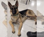 Small #1 German Shepherd Dog
