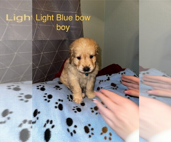 Medium Photo #1 Golden Retriever Puppy For Sale in TISHOMINGO, OK, USA