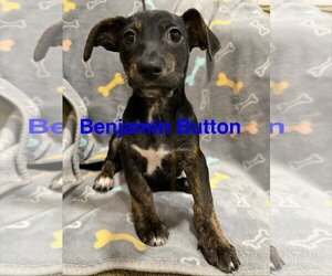 Chiweenie Dogs for adoption in Jackson Township, NJ, USA