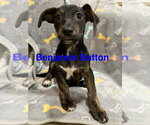 Small Photo #1 Chiweenie Puppy For Sale in Jackson Township, NJ, USA