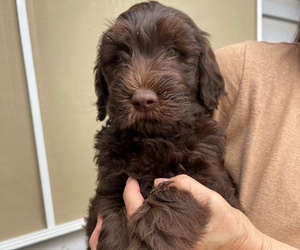 Goldendoodle Puppy for sale in LOOMIS, CA, USA