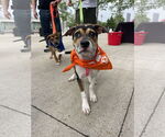 Small #1 American Staffordshire Terrier Mix