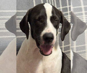 Peggy, new pics, video - Female Pointer-Unknown Mix Dog for Adoption - Photo #4