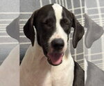 Small Photo #4 Pointer-Unknown Mix Puppy For Sale in Southbury, CT, USA