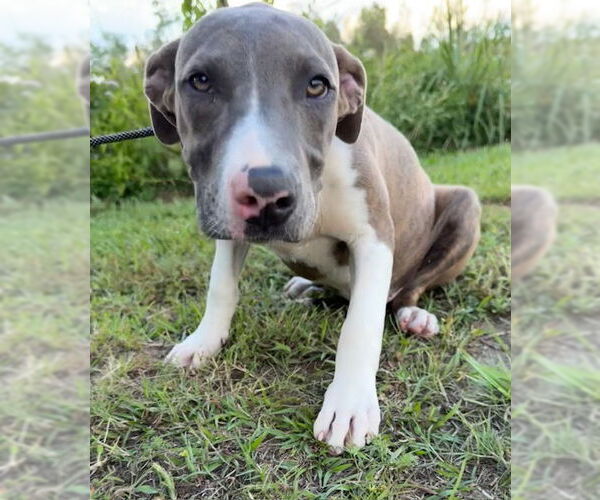 Medium Photo #4 Bulldog-Unknown Mix Puppy For Sale in Tarrytown, GA, USA