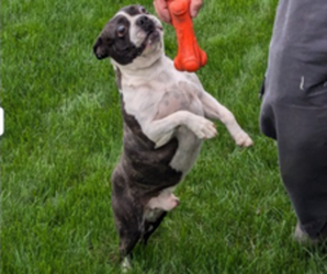 Father of the Boston Terrier puppies born on 04/03/2025