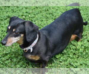 Dixie in TN (looking for a forever foster) - Female Dachshund Dog for Adoption - Photo #7