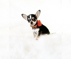 Chihuahua Puppy for Sale in SACRAMENTO, California USA