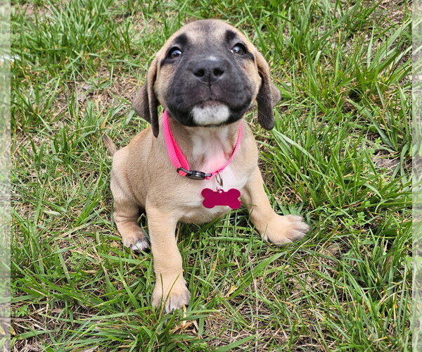 Medium Photo #3 American Staffordshire Terrier-Unknown Mix Puppy For Sale in Holly Springs, NC, USA