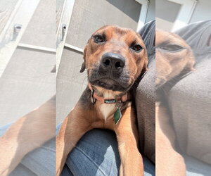 Labrador Retriever-Unknown Mix Dogs for adoption in Clarkston, MI, USA