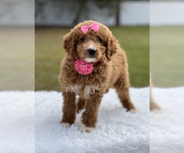 Medium Photo #3 Goldendoodle (Miniature) Puppy For Sale in FROSTPROOF, FL, USA