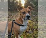 Small #13 Basset Hound Mix