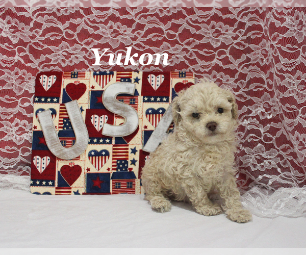Medium Photo #14 Poodle (Toy) Puppy For Sale in CHANUTE, KS, USA