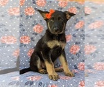 Small Photo #2 German Shepherd Dog Puppy For Sale in NEW PROVIDENCE, PA, USA