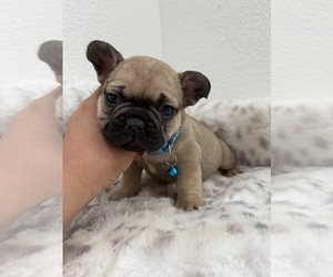 French Bulldog Puppy for sale in OJAI, CA, USA