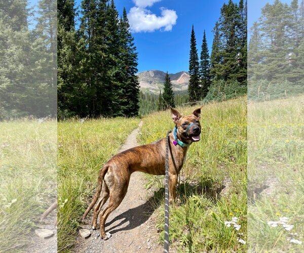 Medium Photo #2 American Pit Bull Terrier-Plott Hound Mix Puppy For Sale in Aurora, CO, USA