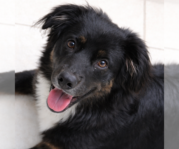 Medium Photo #3 Australian Shepherd Puppy For Sale in Dallas, TX, USA
