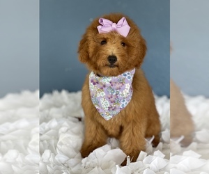 Goldendoodle (Miniature) Puppy for sale in KISSIMMEE, FL, USA