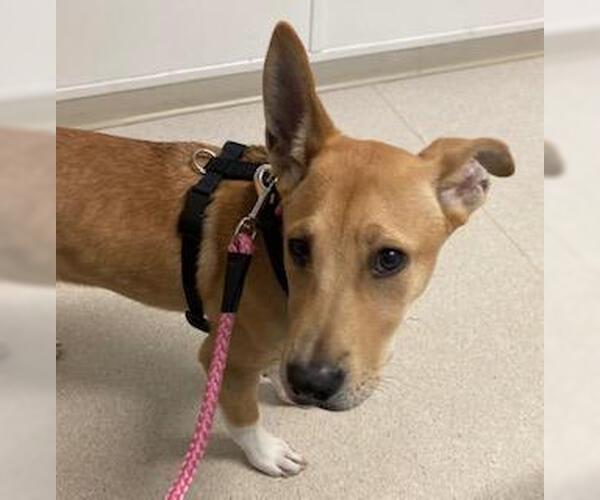 Medium Photo #4 Labrador Retriever-Shiba Inu Mix Puppy For Sale in Coventry, CT, USA