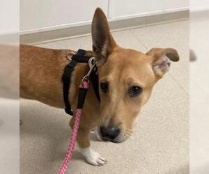 Keeley, loves to run with you - Female Labrador Retriever-Shiba Inu Mix Dog for Adoption - Photo #4