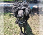 Small #7 Poodle (Standard) Mix