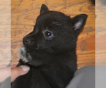 Small Photo #2 Schipperke Puppy For Sale in SEYMOUR, MO, USA