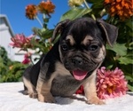 Small #8 French Bulldog