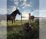 Small Photo #15 Doberman Pinscher Puppy For Sale in Buffalo, MN, USA