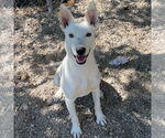 Small #2 Australian Kelpie Mix