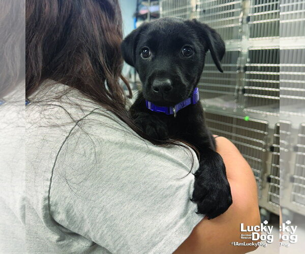 Medium Photo #2 Labrador Retriever-Unknown Mix Puppy For Sale in Washington, DC, USA
