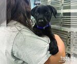 Small #1 Labrador Retriever Mix