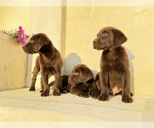 Labrador Retriever Puppy for sale in MORENO VALLEY, CA, USA