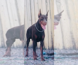 Father of the Doberman Pinscher puppies born on 04/28/2025