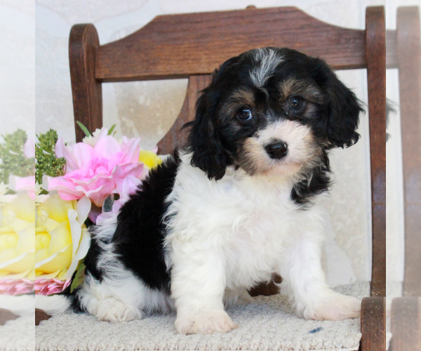 Medium Photo #5 Cavachon Puppy For Sale in GORDONVILLE, PA, USA