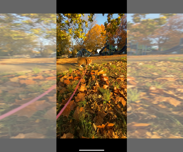 Medium Photo #15 Pembroke Welsh Corgi Puppy For Sale in INDEPENDENCE, MO, USA