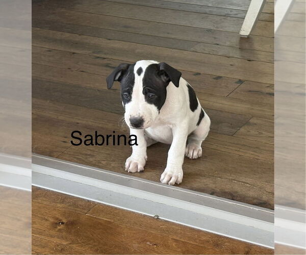 Medium Photo #2 Mutt Puppy For Sale in Springdale, PA, USA