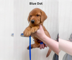 Small Photo #35 Labrador Retriever Puppy For Sale in BLUFF DALE, TX, USA