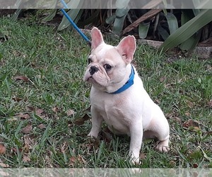 French Bulldog Puppy for sale in HOLLYWOOD, FL, USA